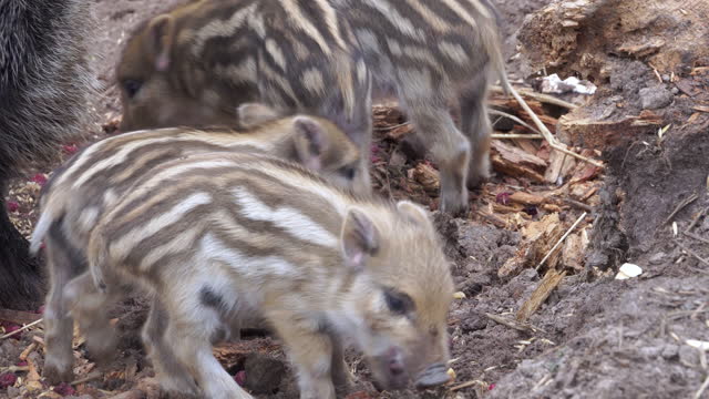 Wild boar family with piglets are eating, fighting and playing. European nature.