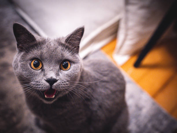 istock British Shorthair cat 1455900067