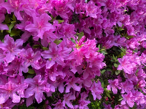 azalea flowers in full bloom. The light pink color is very beautiful. I took this close-up photo.