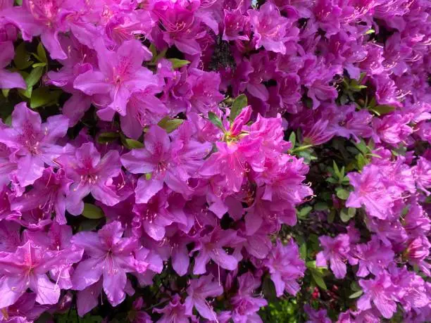 Photo of Magenta Azalea blooms magnificent magenta coloured flowers throughout spring at The annual Bunkyo Flower Festival, Tokyo, Japan