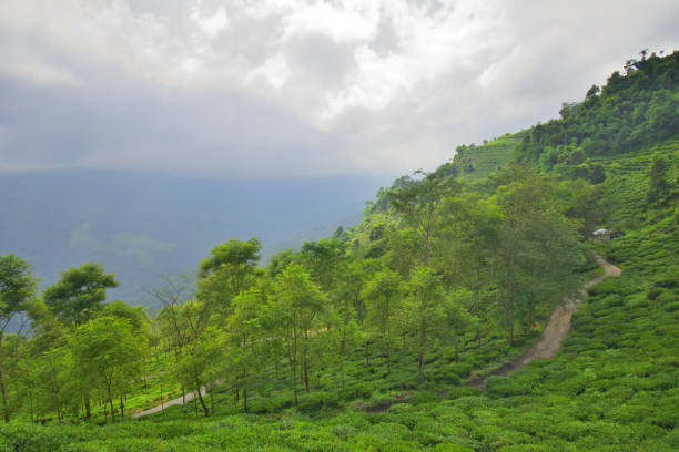 istock Gielle tea estate in Darjeeling district. 1455903495