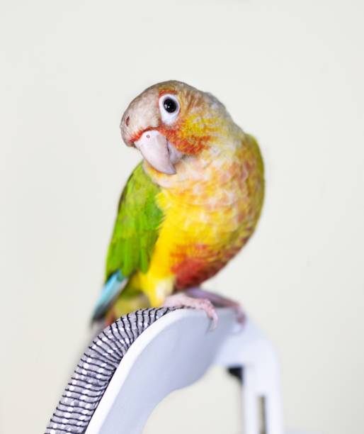 istock Beautiful Pineapple conure bird stock photo 1455903651
