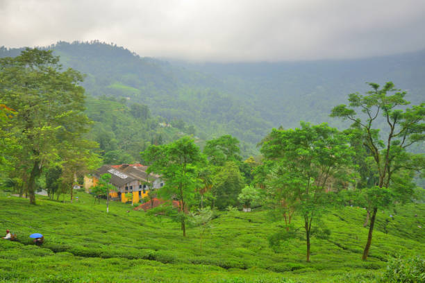 istock Gielle tea estate in Darjeeling district. 1455903968