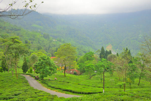 istock Gielle tea estate in Darjeeling district. 1455904132