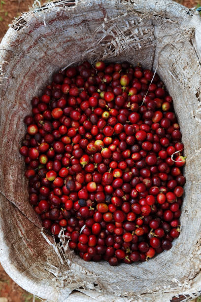 istock close up of fresh coffee beans 1455906531