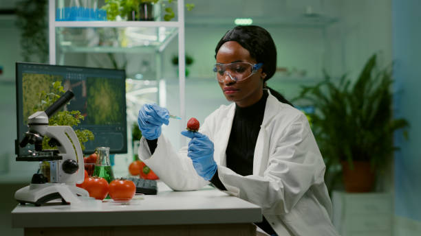 istock Chemist scientist injecting strawberry with organic liquid examining dna test 1455906789