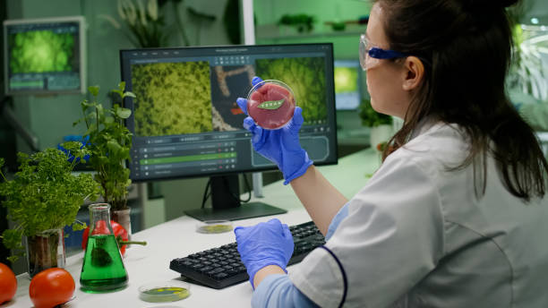 istock Biologist researcher woman analyzing vegan beef meat for microbiology experiment 1455906850