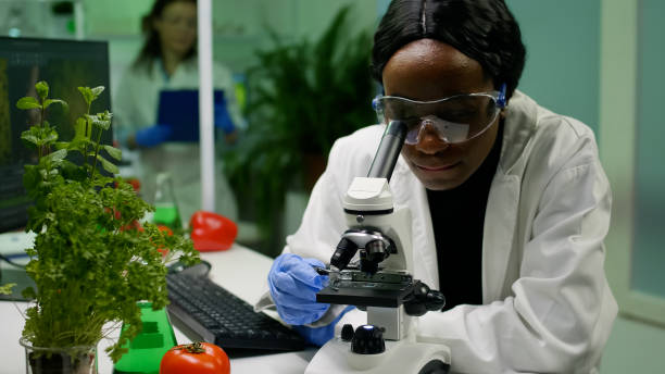 istock Front view of biologist researcher woman analyzing gmo green sample 1455906899