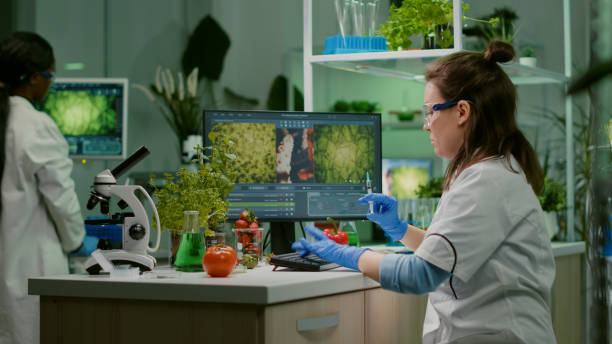 istock Scientist chemist injecting tomato with pesticides using medical syringe 1455907809
