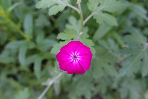 Single fuchsia colored flower of Silene coronaria in June