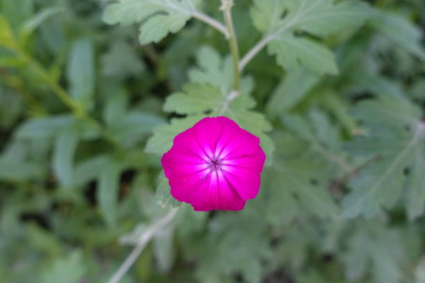 Single fuchsia colored flower of Silene coronaria in June Single fuchsia colored flower of Silene coronaria in June cineraria maritima stock pictures, royalty-free photos & images