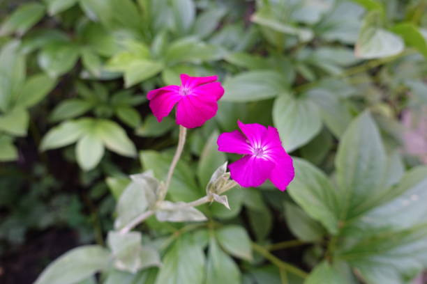 Two fuchsia colored flowers of Silene coronaria in June Two fuchsia colored flowers of Silene coronaria in June cineraria maritima stock pictures, royalty-free photos & images