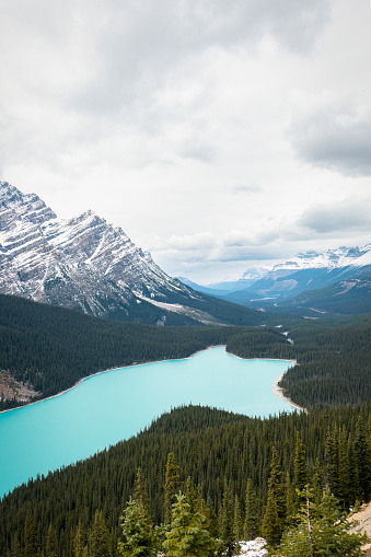 Peyto Lake is a glacier-fed lake in Banff National Park in Canadian Rockies. Vertical format.