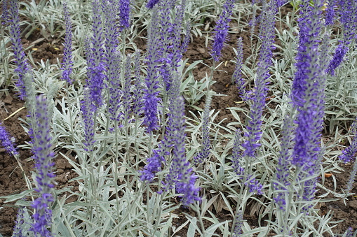 Many purple flower spikes of Veronica incana in May