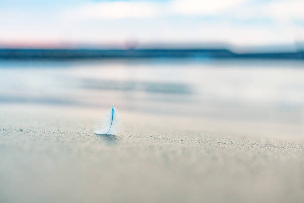 Seagull feather on the beach sand at sunrise. Minimalism