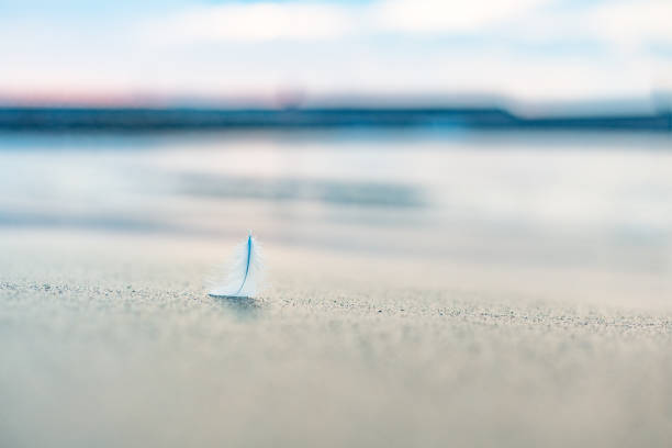 pióro mewy na piasku plaży o wschodzie słońca. minimalizm - feather softness bird macro zdjęcia i obrazy z banku zdjęć