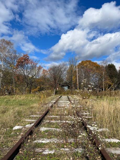 istock Overgrown tracks on a disused railway line 1455911803