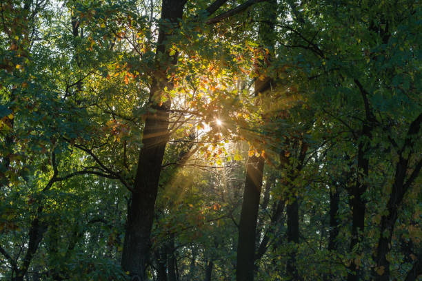 Section of the dense forest with old oaks on a foreground and other deciduous trees at early autumn backlit