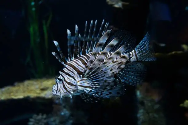 A closeup shot of the devil fish in the aquarium