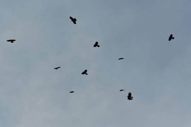 istock Group of black birds soaring in the gloomy sky 1455914311