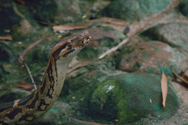 istock Closeup of an Indian python (Python molurus) at Bannerghatta Biological park, Bangalore, India 1455914328