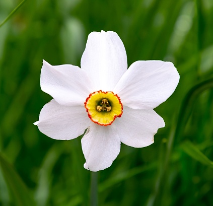 Closeup of a poet's daffodil (Narcissus poeticus) in a garden against blurred background