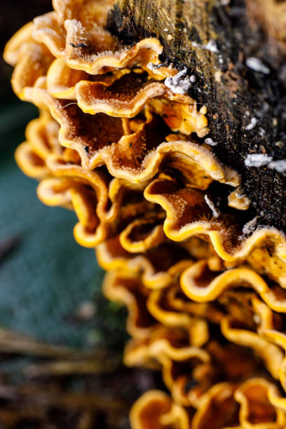 istock Vertical shot of wild fungus growing on a tree with a blurry background 1455914936