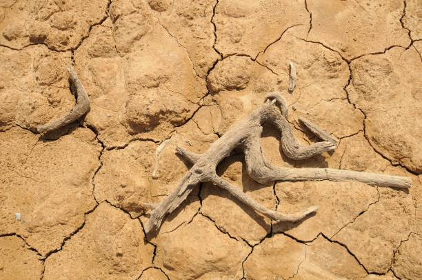 istock Closeup of broken twig on the drought cracked ground 1455914945