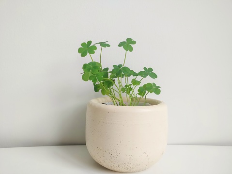 Small and cute potted clover