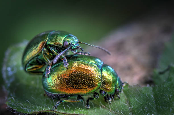 istock Closeup shot of two Beetles mating 1455915311