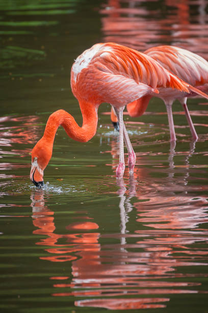 istock Vertical shot of flamingos dinking water 1455915380
