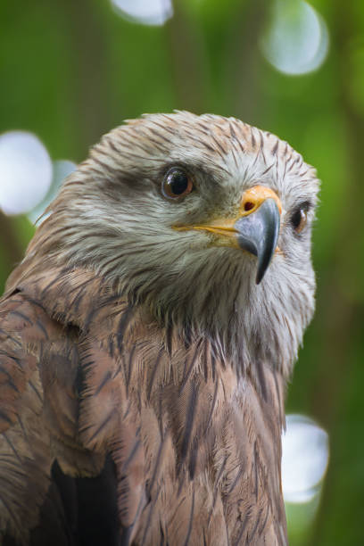 istock Portrait of an eagle in nature 1455915396