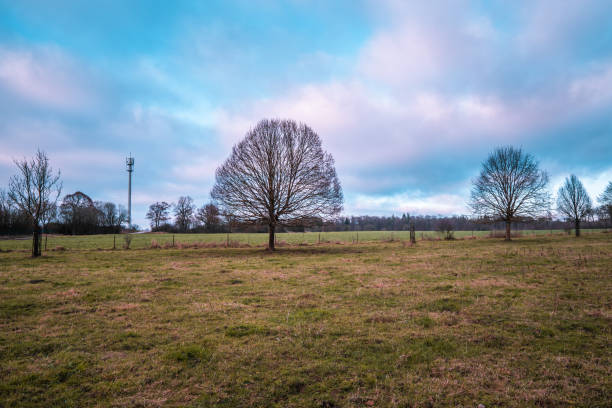 istock Beautiful view of a landscape with large trees 1455916301