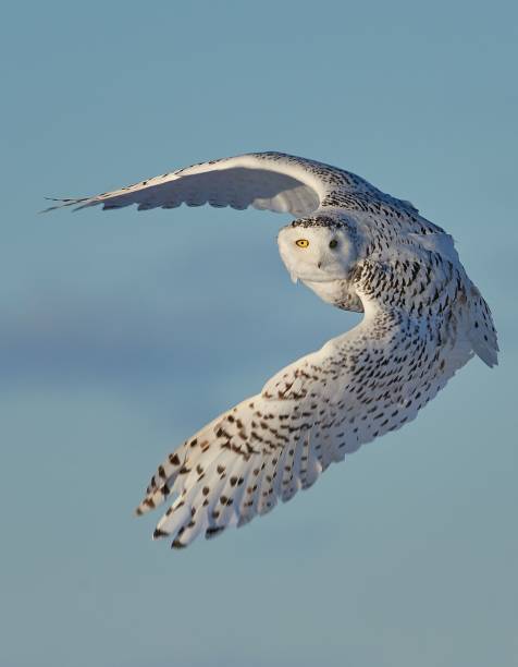 istock Vertical shot of a white owl flying under a blue cloudy sky and sunlight 1455916456