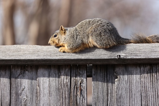 A close-up shot of a beautiful fox squirrel sitting on a wooden fence in the daylight