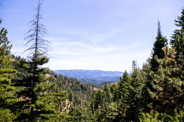 istock Beautiful view of a pine forest and sky on a sunny day 1455916551