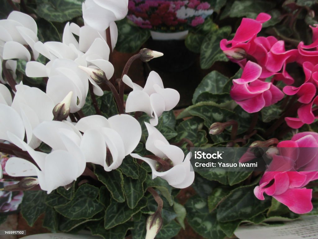Bunga Cyclamen Putih Dan Merah Muda Cerah Yang Mekar Indah Di Petak Bunga  Musim Gugur Foto Stok - Unduh Gambar Sekarang - iStock