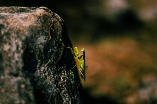 A close-up of a green praying mantis on a rock, that is looking at the camera.