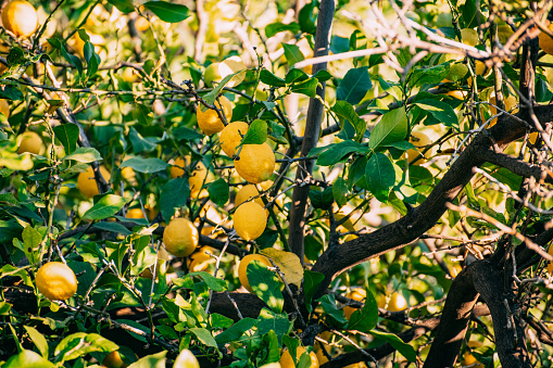 Lemons grow on a branch in a garden close up