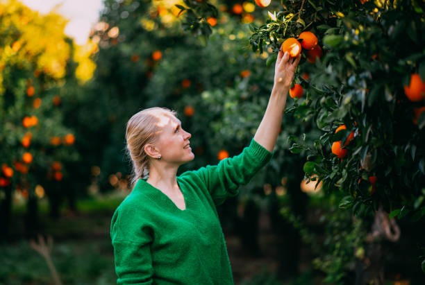 istock Young Woman Picking Oranges Grown in Her Garden 1455917636