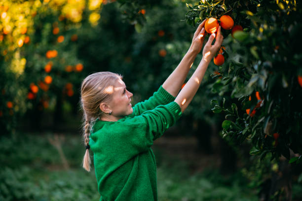 istock Young Woman Picking Oranges Grown in Her Garden 1455917642