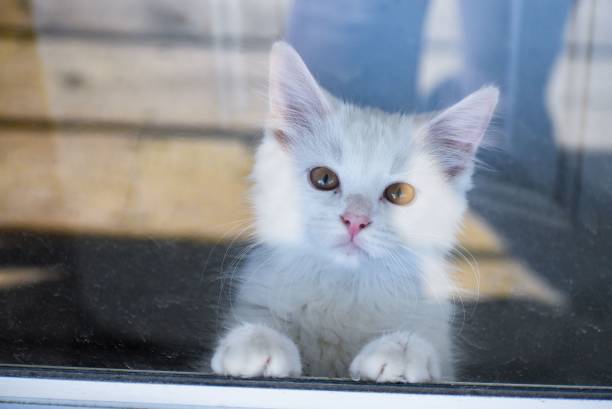 istock Closeup of a cute white kitten behind a window 1455917798