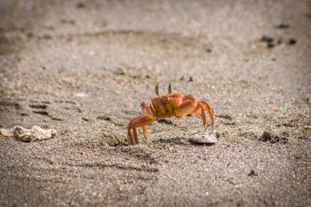 istock Closeup of a crab walking on the beach sand 1455917825