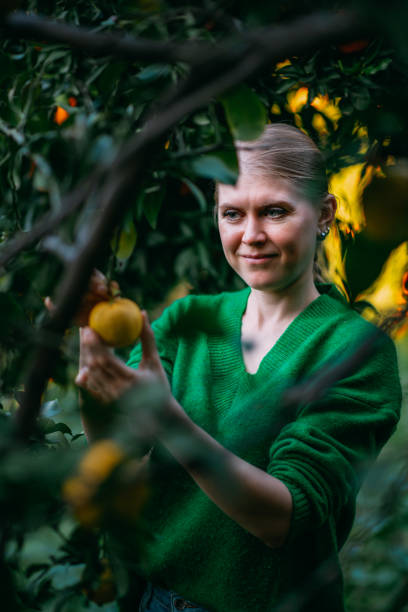 istock Young Woman Picking Lemon Grown in Her Garden 1455917848