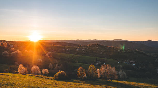 istock Closeup of a forest near mountains 1455918198