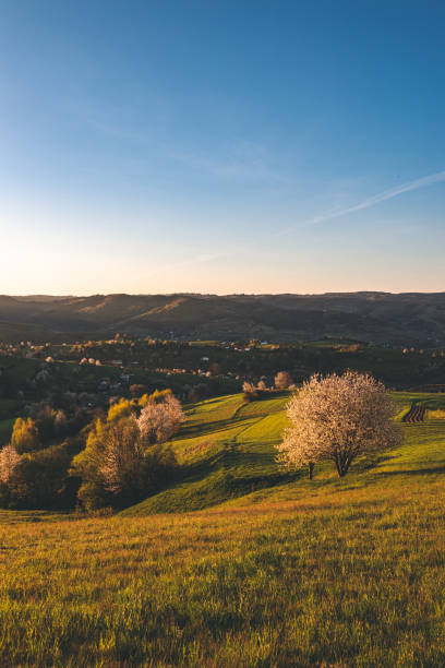 istock Closeup of a forest near mountains 1455918279