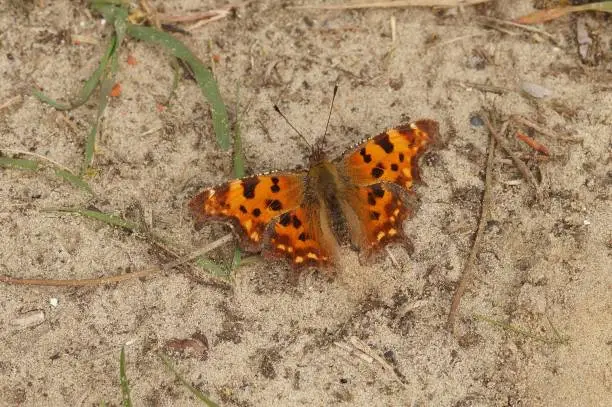 Natural closeup of the Comma butterfly, Polygonia c-album sitting with spread wings on the ground