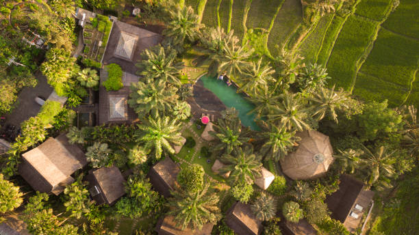 인도네시아 발리 우붓에 있는 경치 좋은 리조트의 항공 사진 - ubud 뉴스 사진 이미지