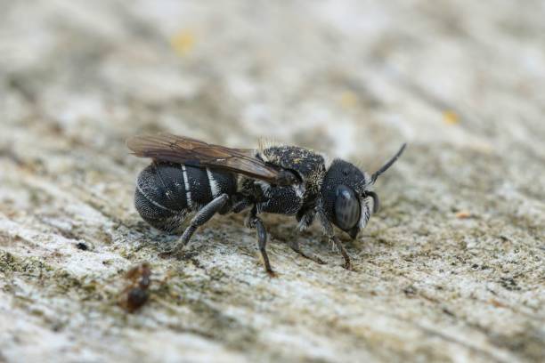 istock Closeup on  a female Mediterranean small  crenulate armoured res 1455919259