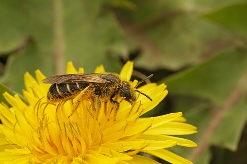 Natural closeup on an Orange legged furrow bee, Halictus rubicundus, sitting in a yellow Taraxacum in Northern Oregon